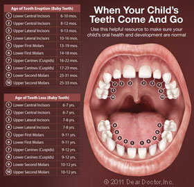 Types of teeth list