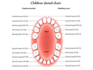 child teeth chart